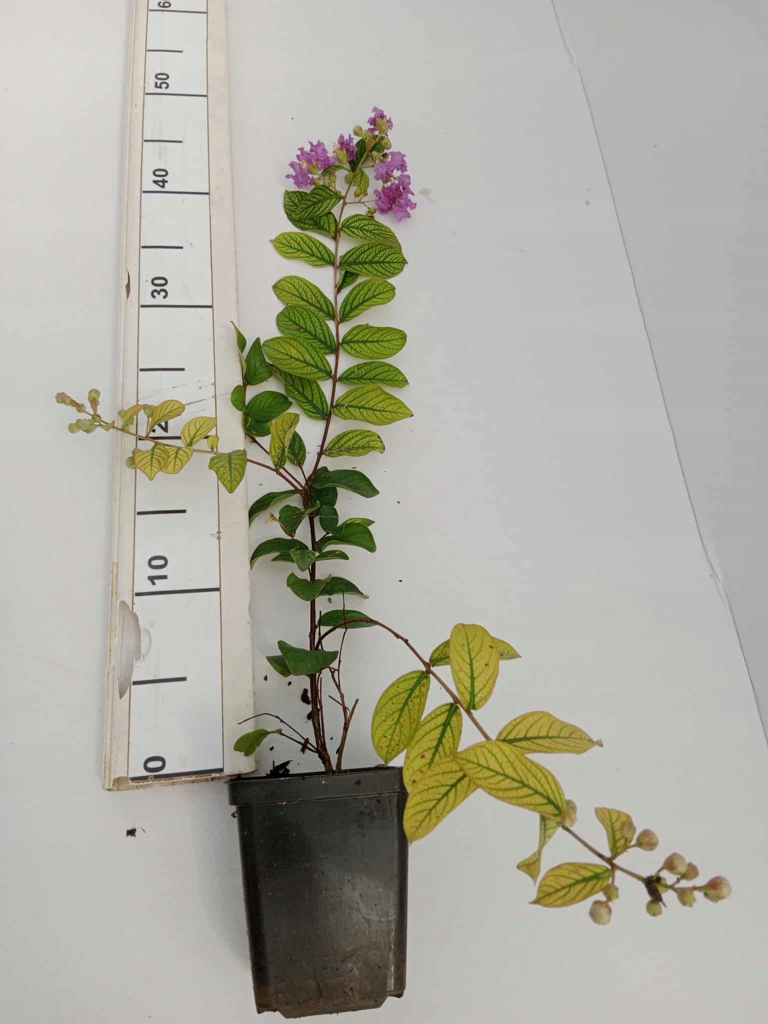 Realne zdjęcie sadzonki w szkółce