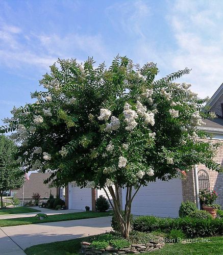 Kwiaty Lagerstroemii Sarah's Favorite