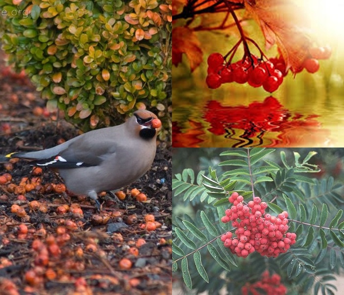 Jarząb pospolity okazała sadzonka