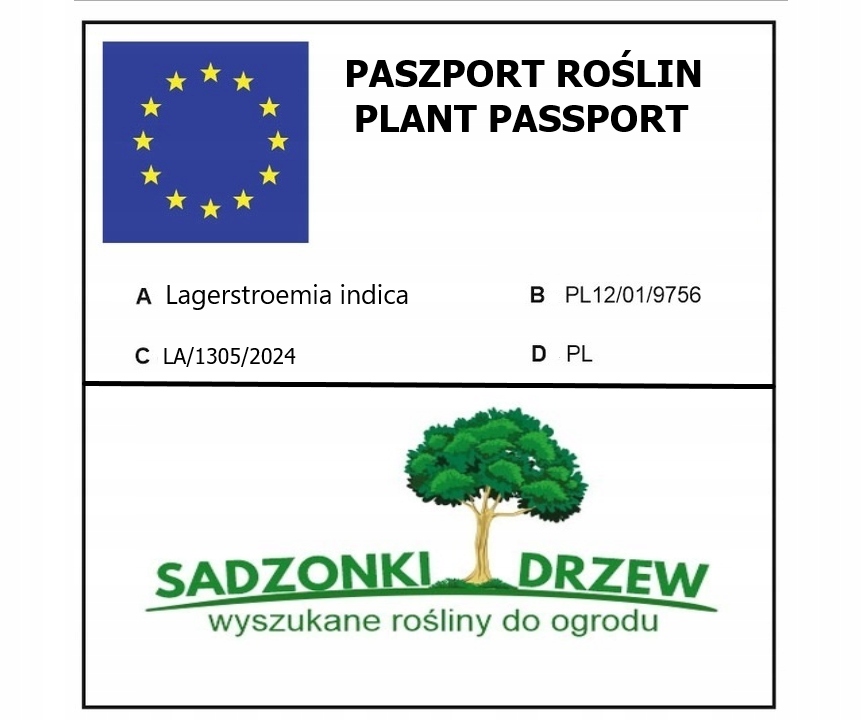 Realne zdjęcie sadzonki w szkółce