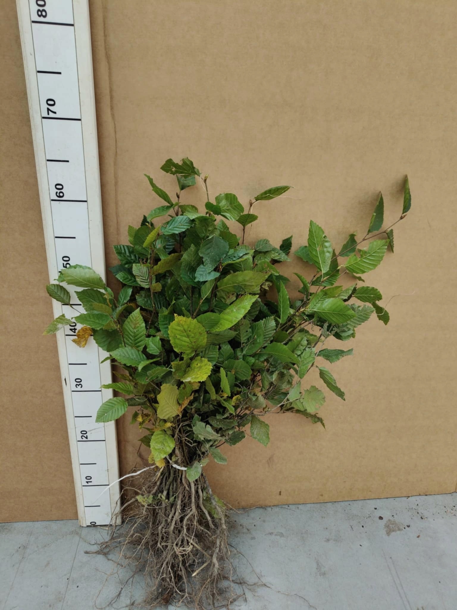 Rzeczywiste sadzonki grab