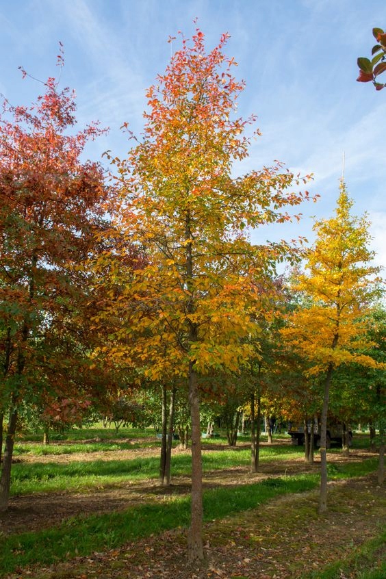 Buk zwyczajny Fagus sylvatica duże drzewo