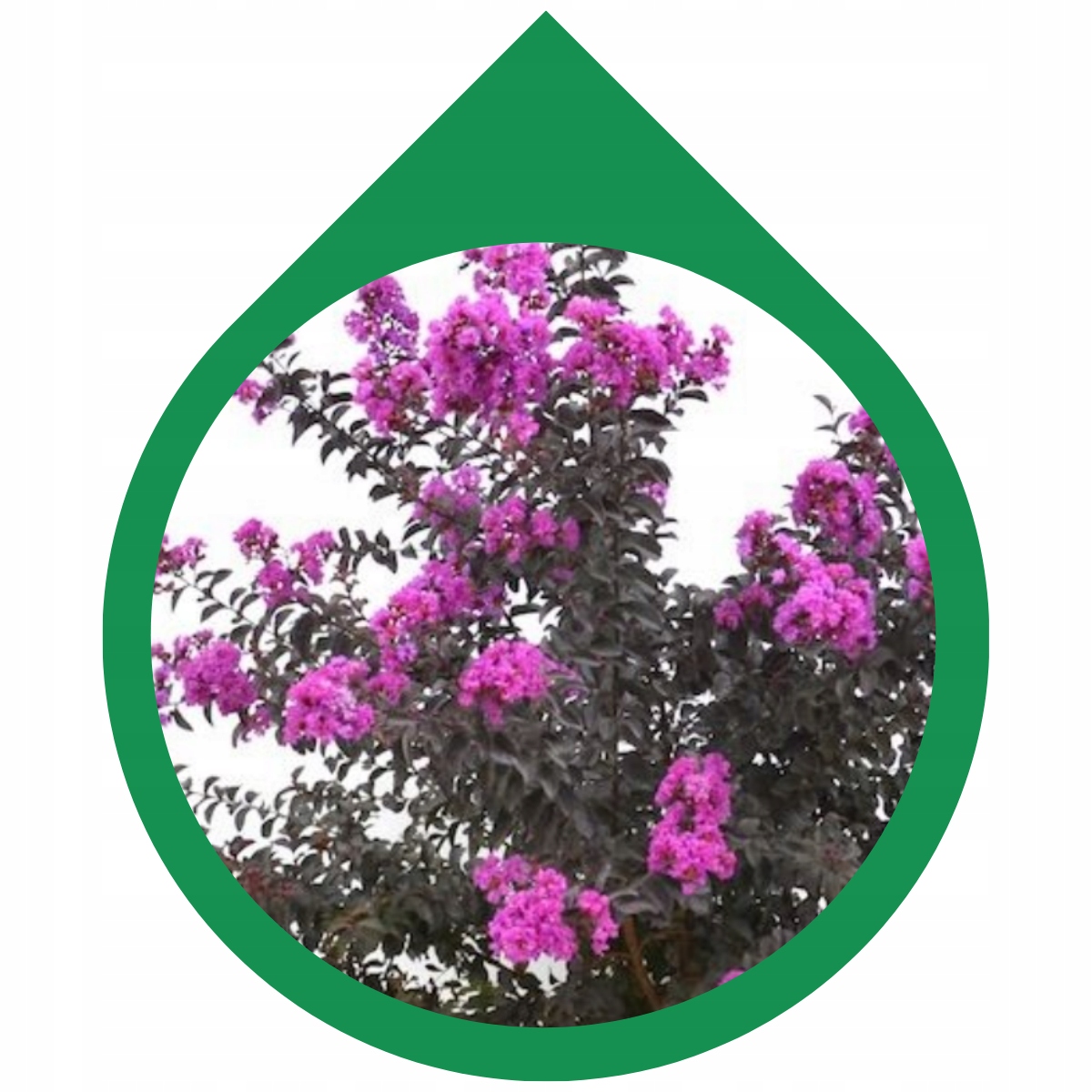 Kwiaty Purely Purple