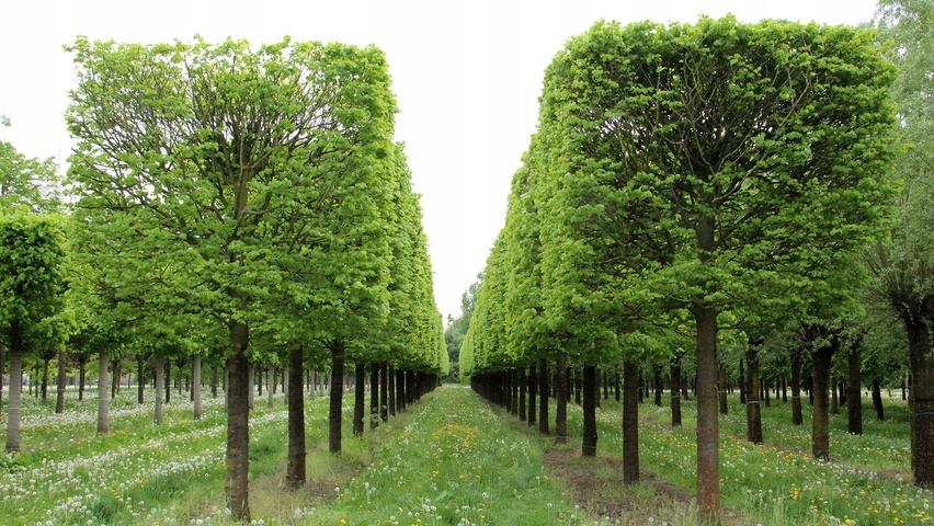 Lipa drobnolistna Tilia cordata sadzonka w doniczce