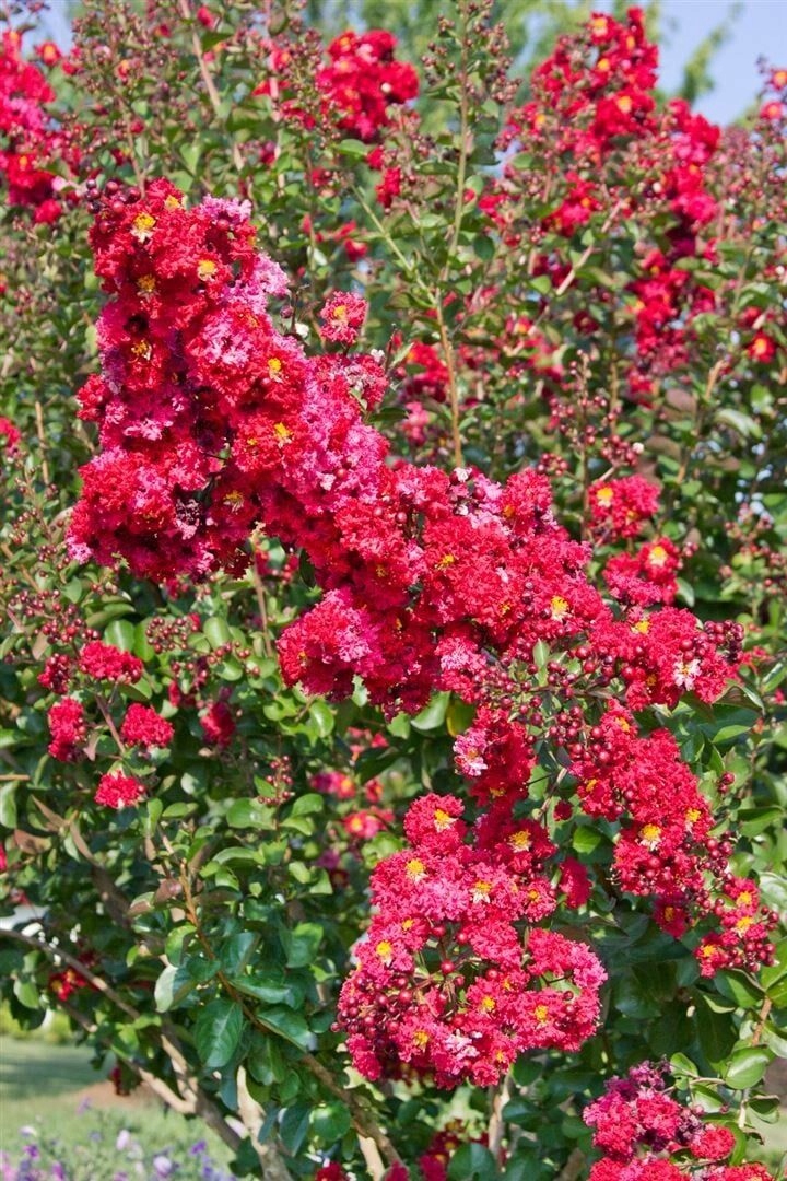 Uprawa Lagerstroemii Dynamite