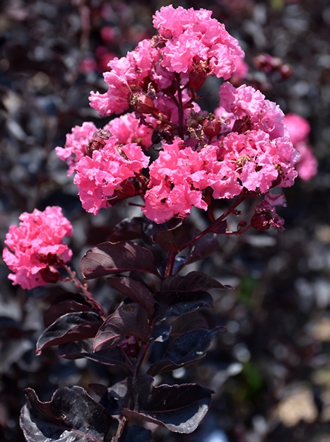 Charakterystyka Black Diamond