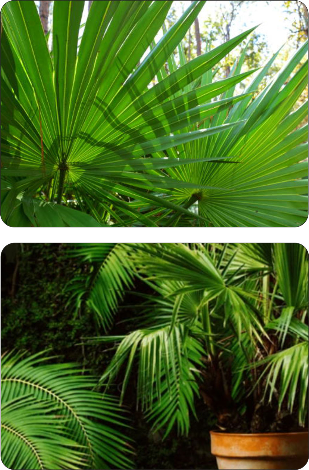 Mrozoodporna palma Trachycarpus fortunei Szorstkowiec Fortunego