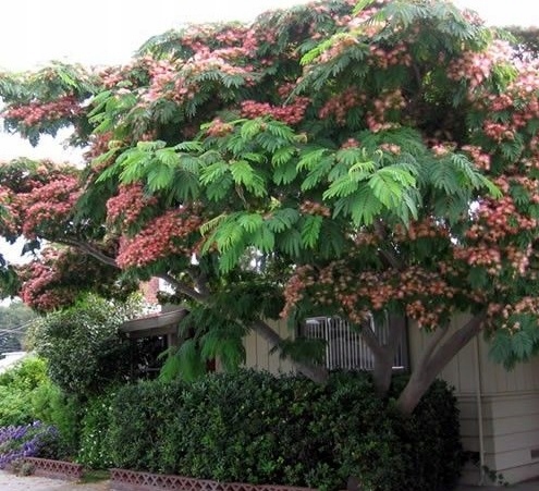 Kwiaty albicji różowe pompony