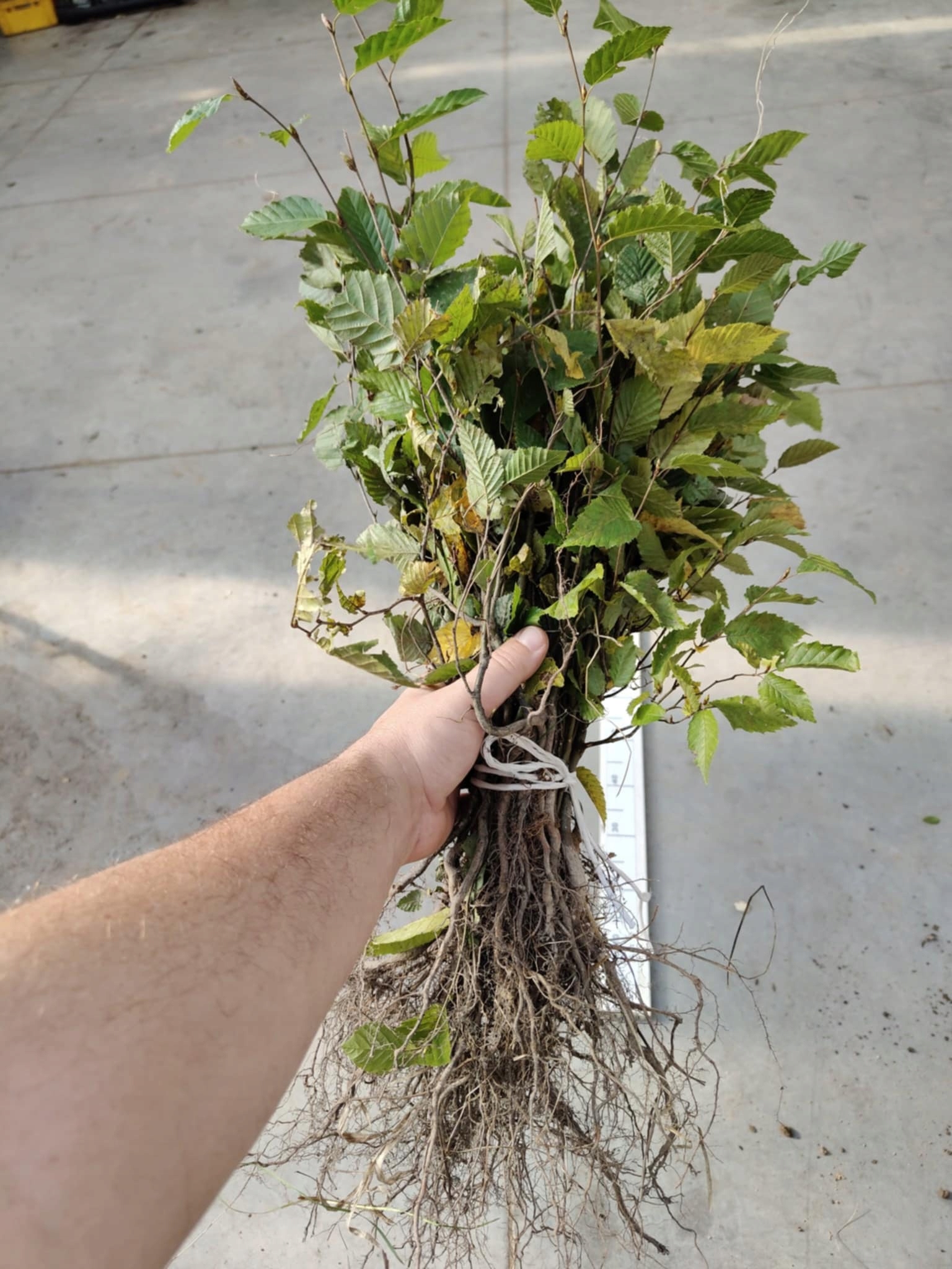 Rzeczywiste sadzonki grab