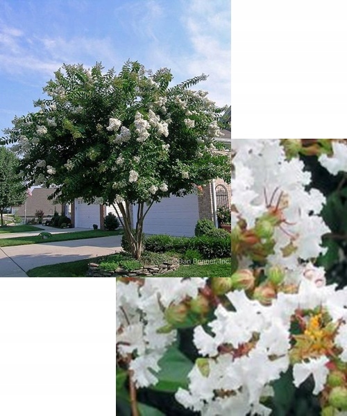 Realne zdjęcie dużej sadzonki w szkółce