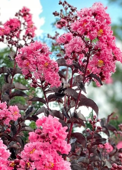 Realne zdjęcie sadzonki Shell Pink