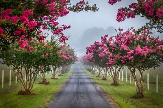 Sadzonka Lagerstroemii w naszej szkółce