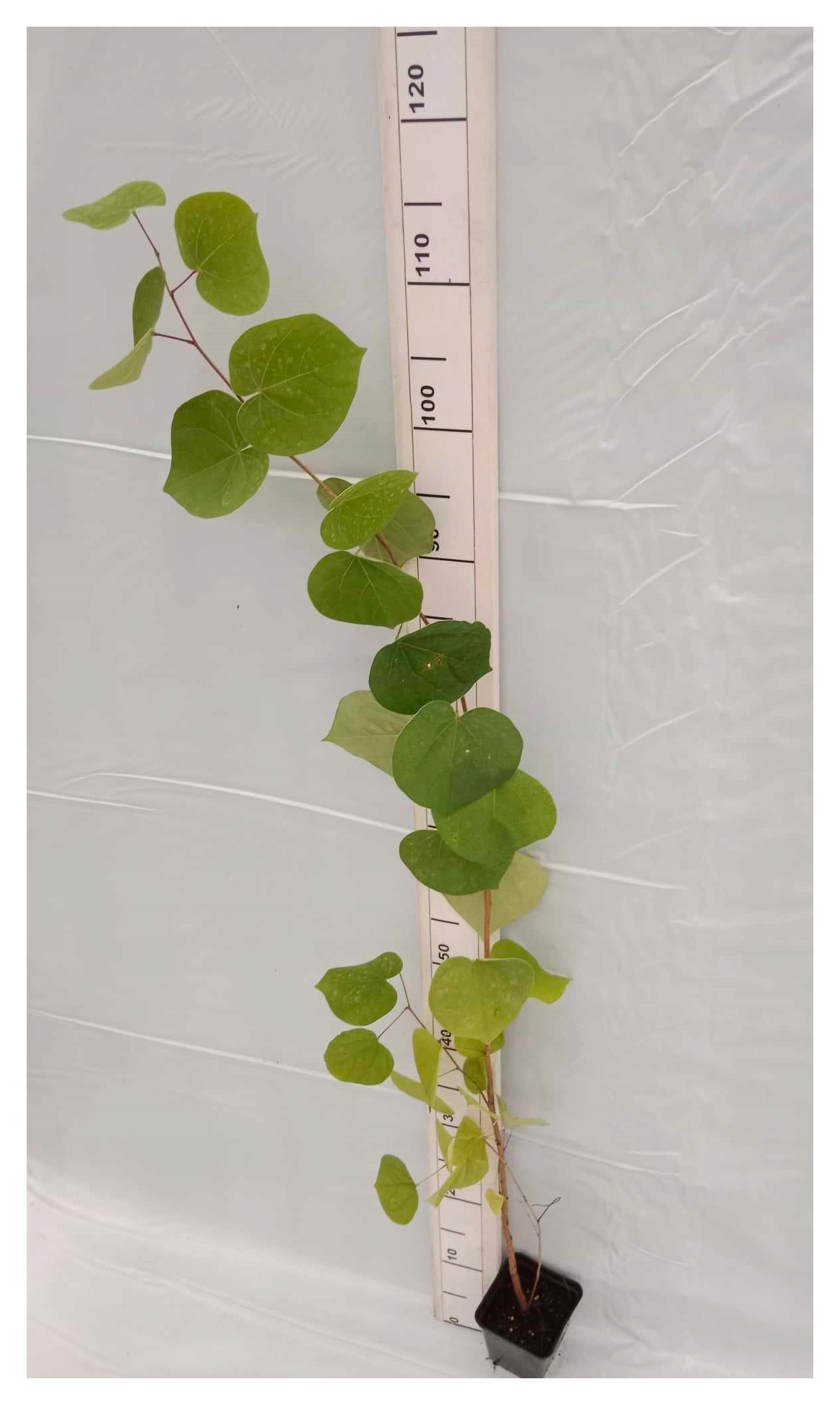 Sadzonka judaszowca 3