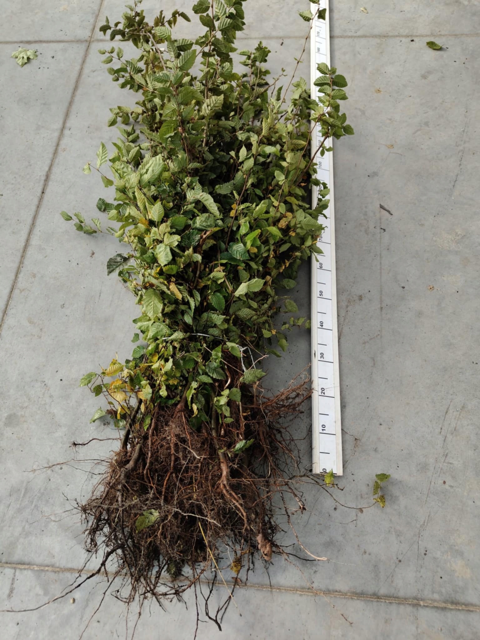 Realne zdjęcie sadzonki grab