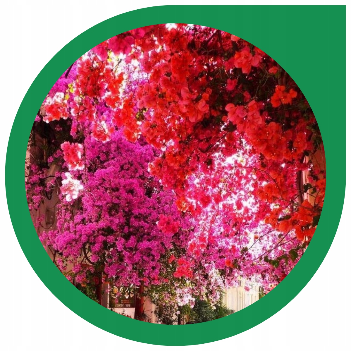 Sadzonka Lagerstroemii w naszej szkółce