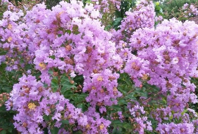 Zastosowanie płożącej Lagerstroemii
