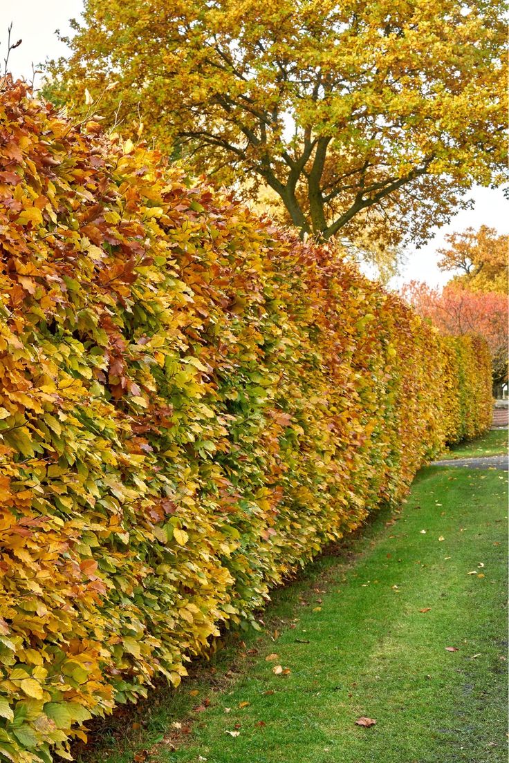 Liście graba zwyczajnego