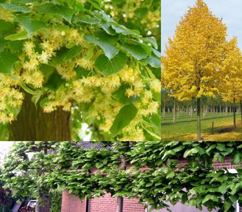 Liście i kwiaty lipy drobnolistnej