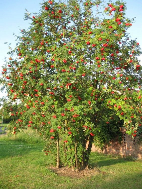 Jarzębina pokrój drzewa