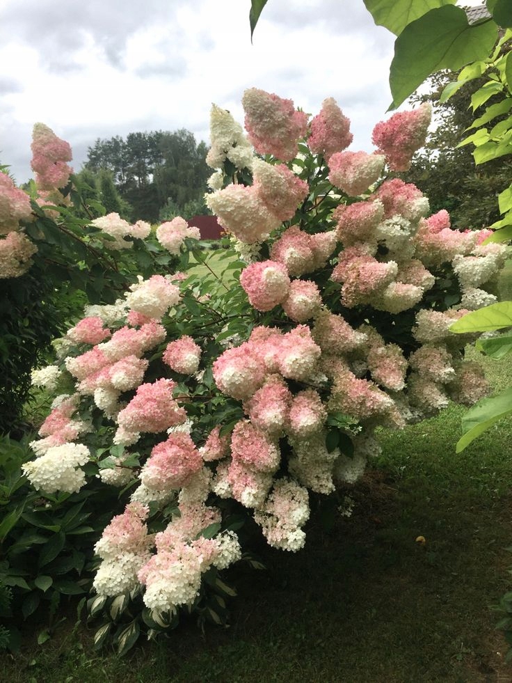 Hortensja Vanille Fraise sadzonka