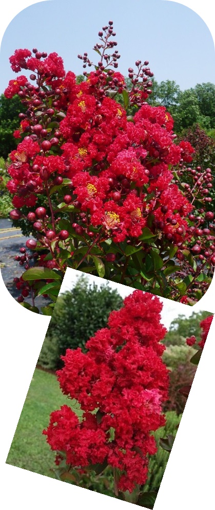 Lagerstroemia Indyjska Dynamite czerwona