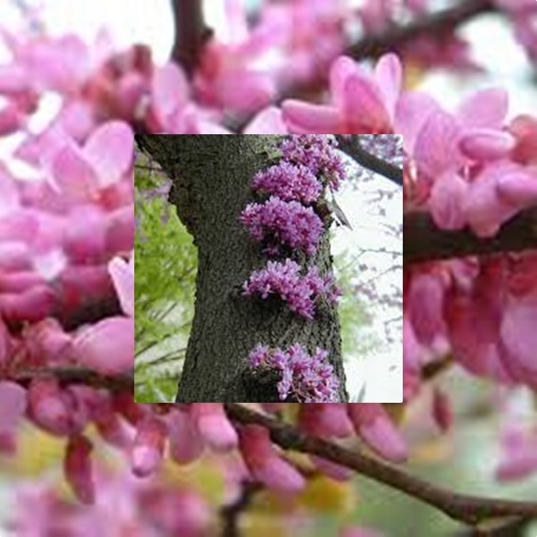 Judaszowiec kwitnienie