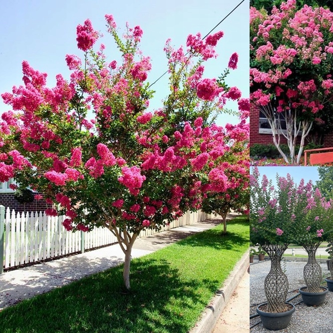 Zalety Lagerstroemii Petite Pink