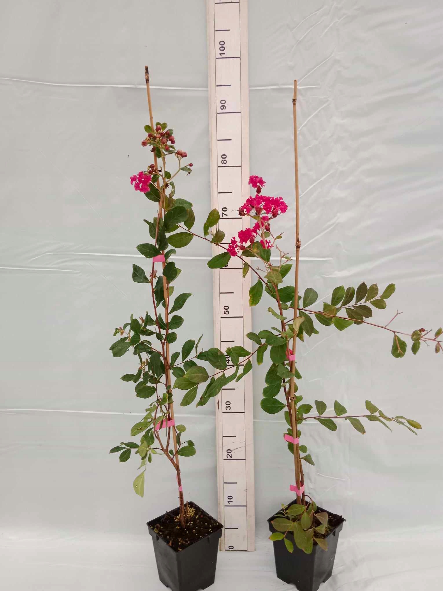 Realne zdjęcie sadzonki czerwonej Lagerstroemii