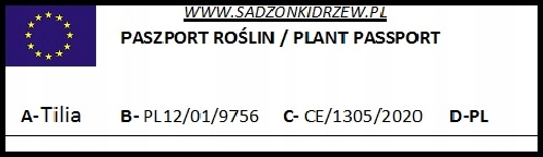 Lipa drobnolistna pokrój