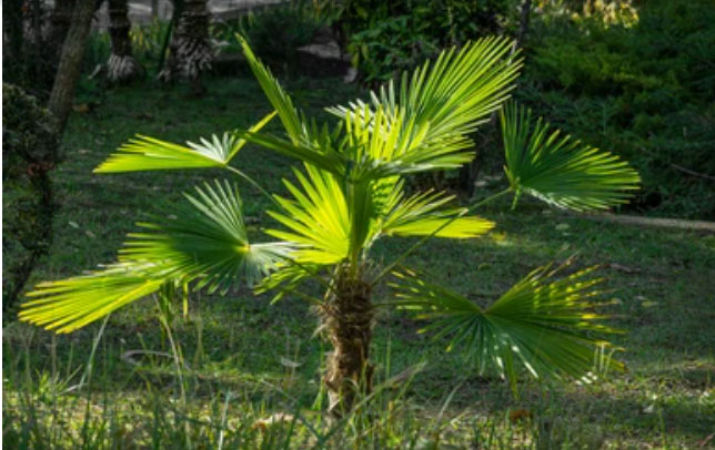 Mrozoodporna palma Trachycarpus fortunei Szorstkowiec Fortunego