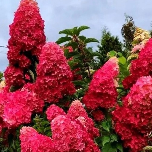 Hortensja Fraise Melba sadzonka