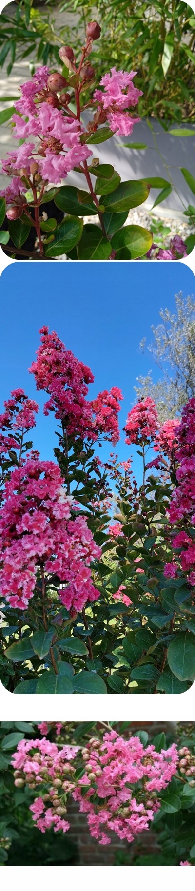 Zastosowanie Lagerstroemii Rosea Nova