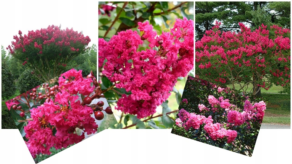 Lagerstroemia pokrój krzewu