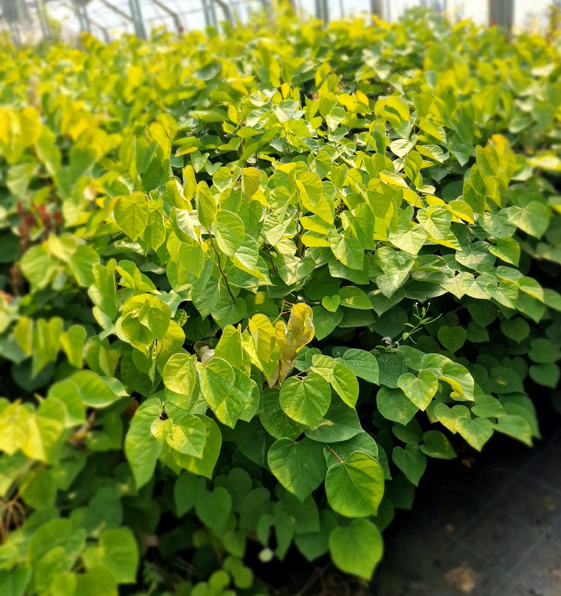 Sadzonki w szkółce