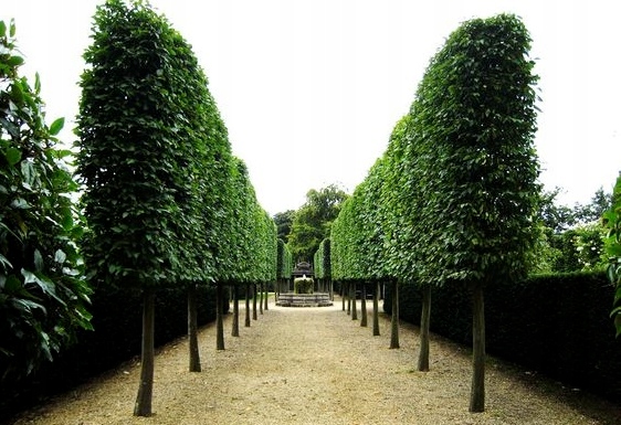 Pokrój lipy w parku