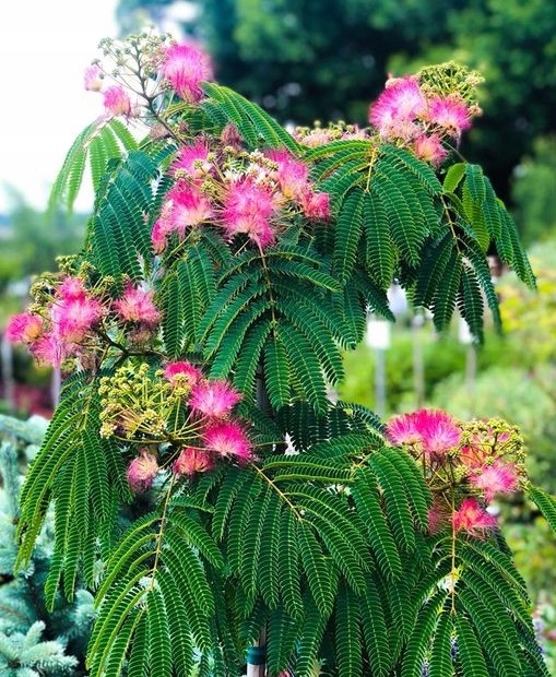 Kwiaty albicji różowe pompony