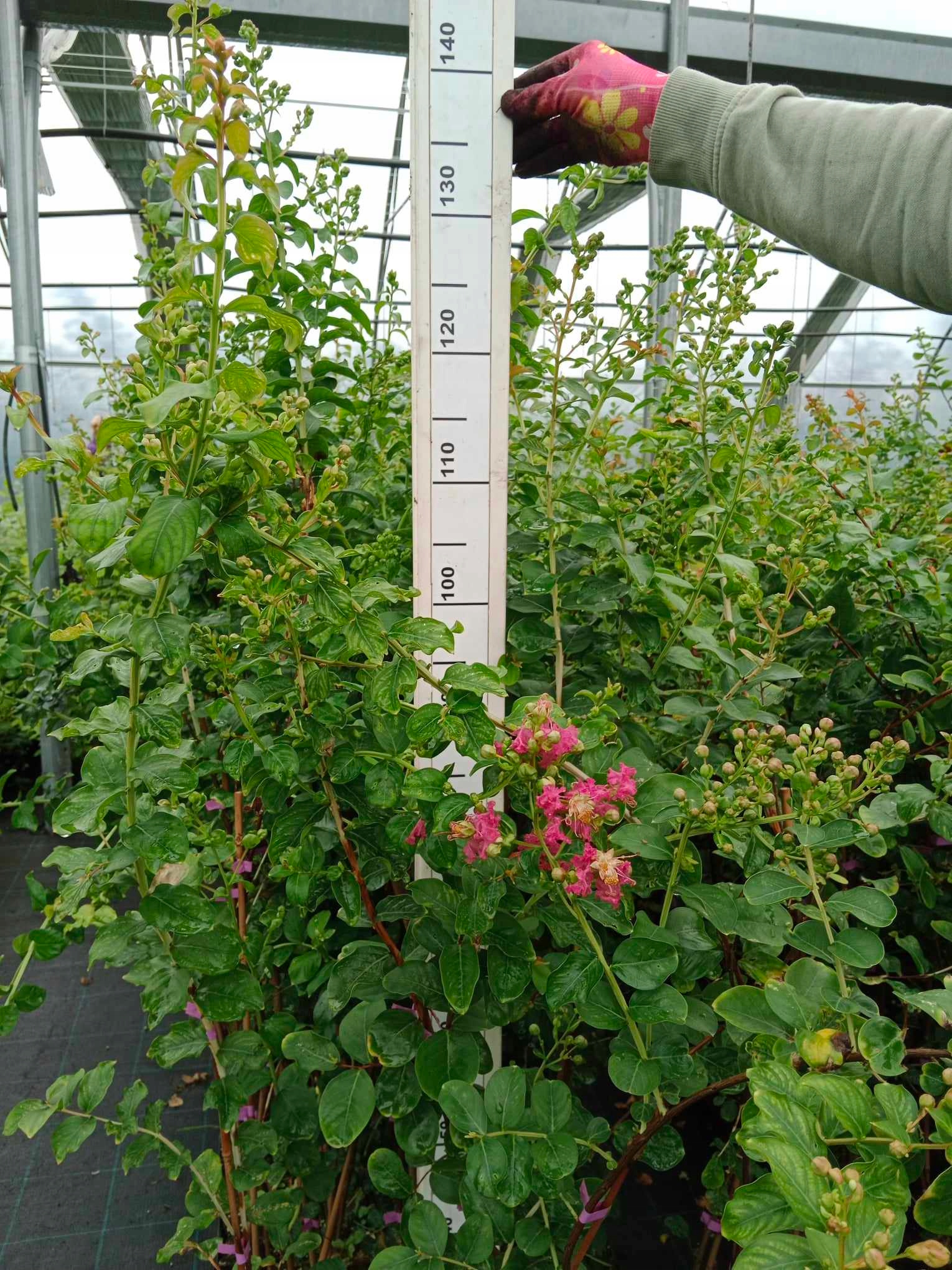 Realne zdjęcie sadzonki na pniu