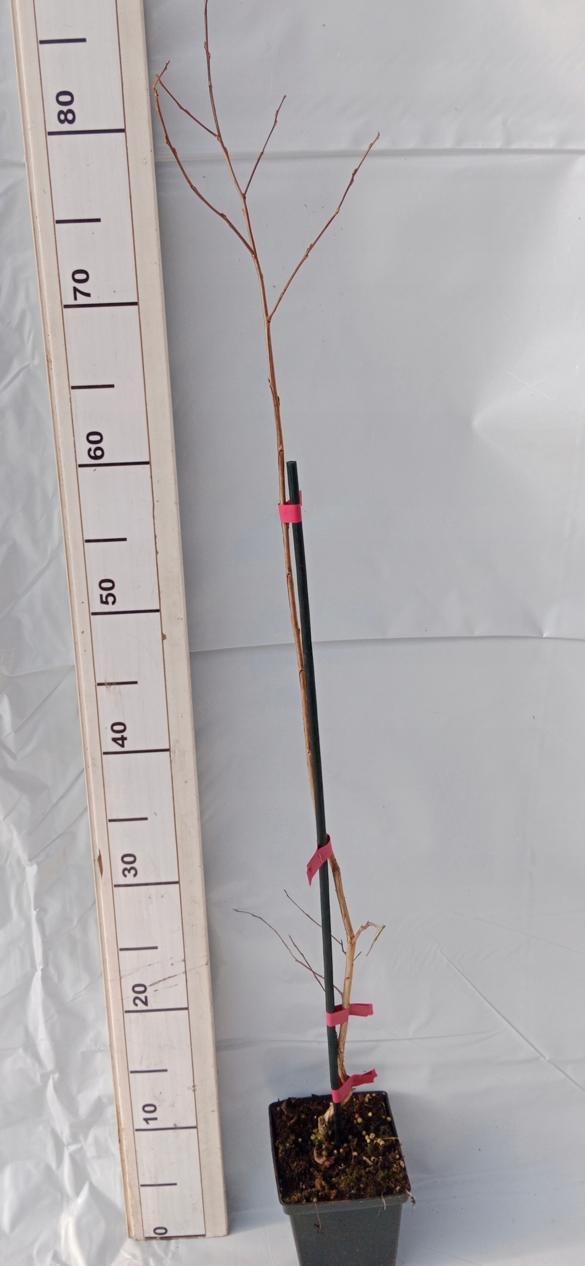 Realne zdjęcie sadzonki Rosea Nova