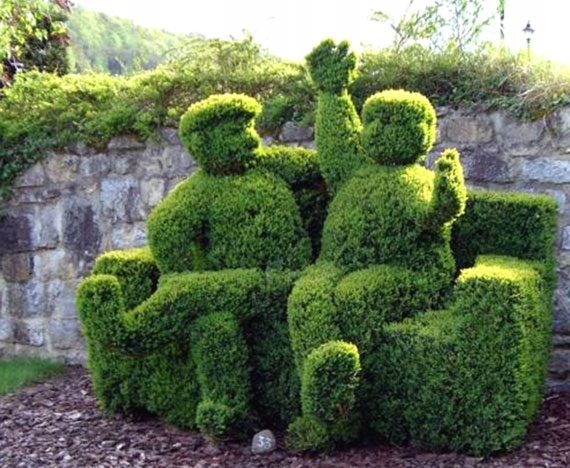 Grab zwyczajny sadzonka