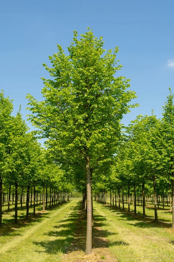 Kwiaty lipy drobnolistnej miododajne