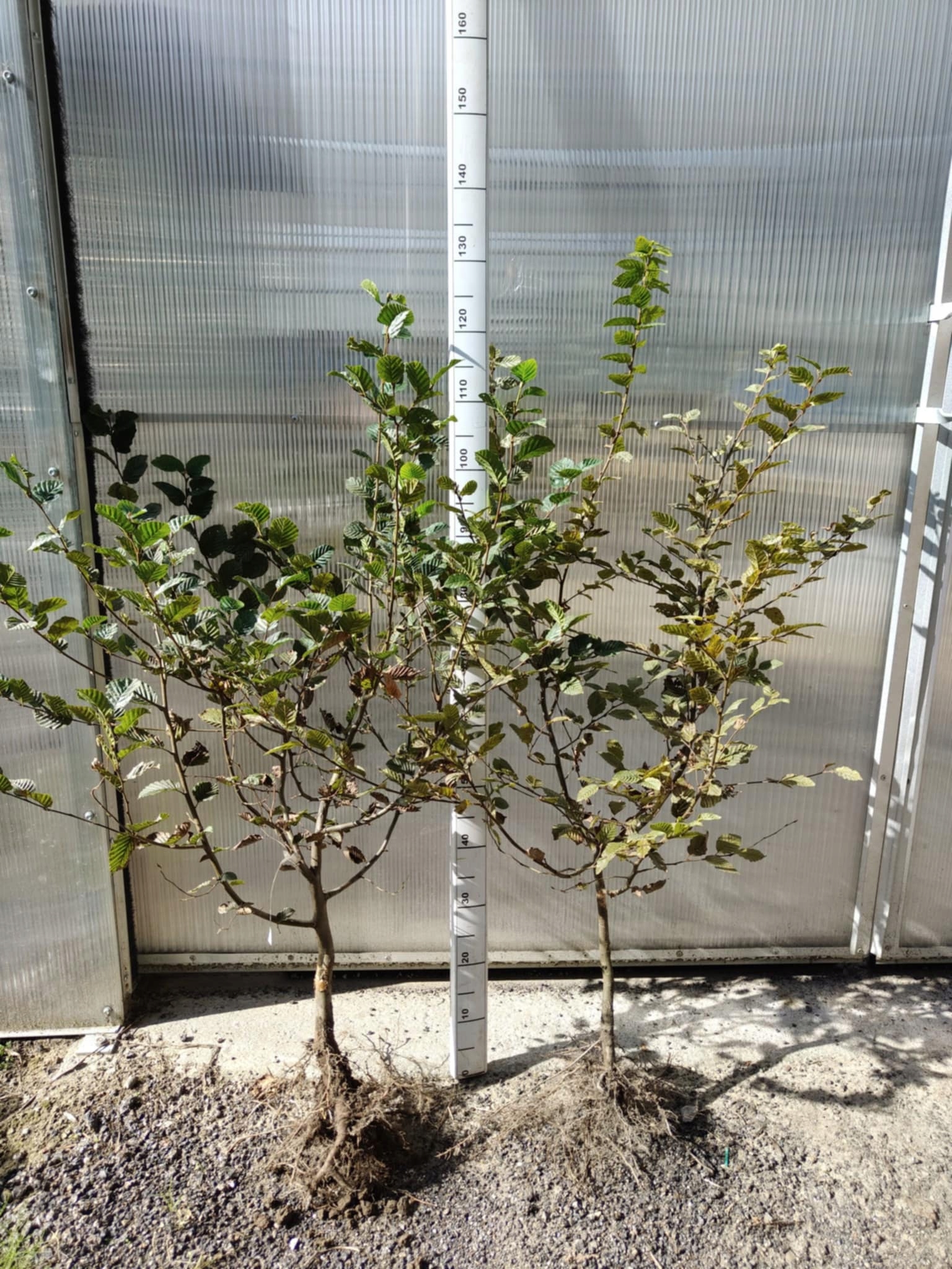 Realne sadzonki grab