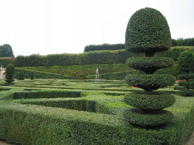 Grab zwyczajny sadzonka