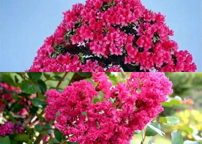 Kwiaty Lagerstroemii zbliżenie