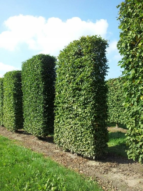 Grab zwyczajny sadzonki pakiet