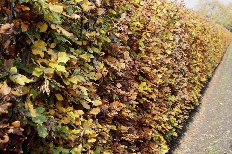 Buk zwyczajny pokrój