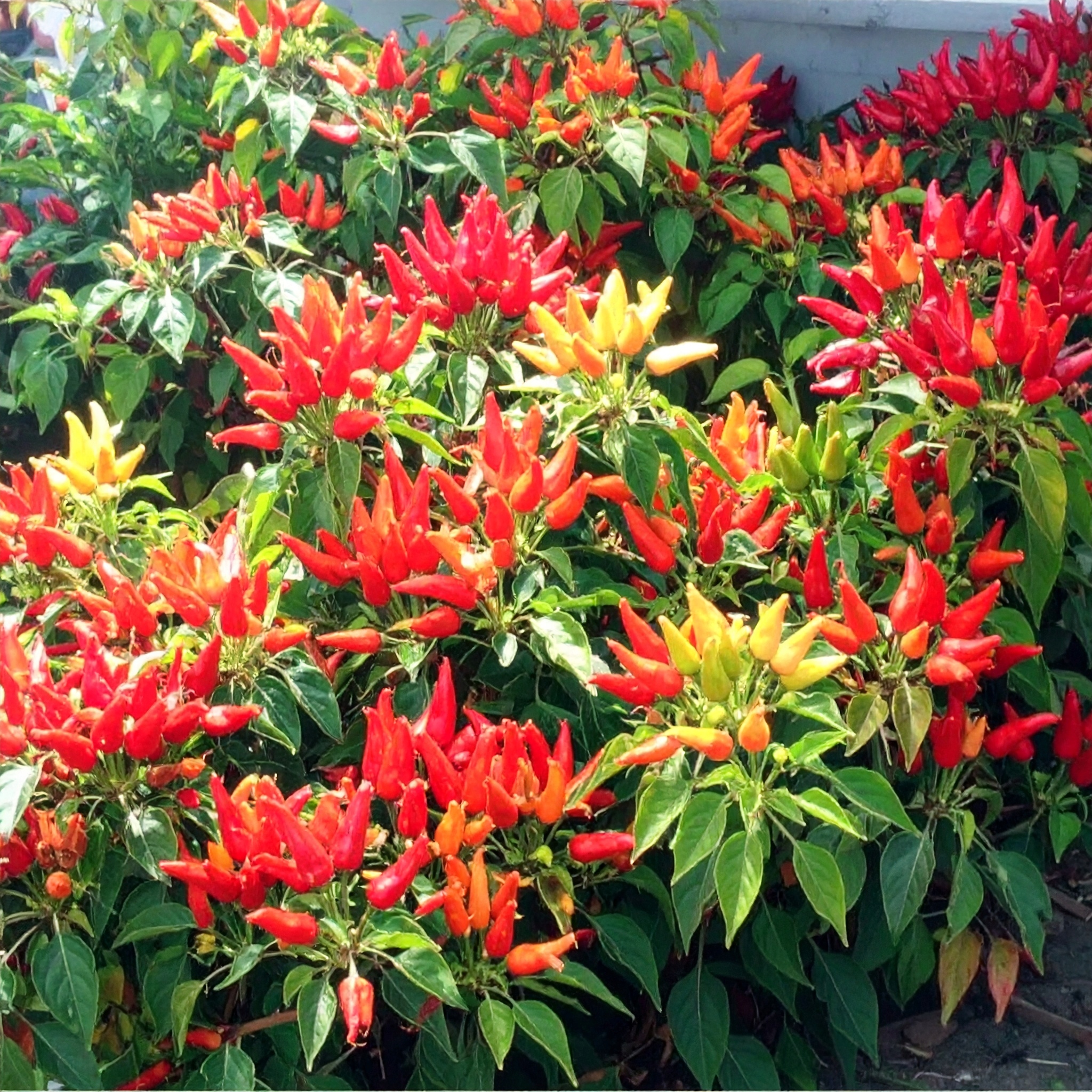 90a63f27fd246863fb2cbb2744fff0c2.jpg