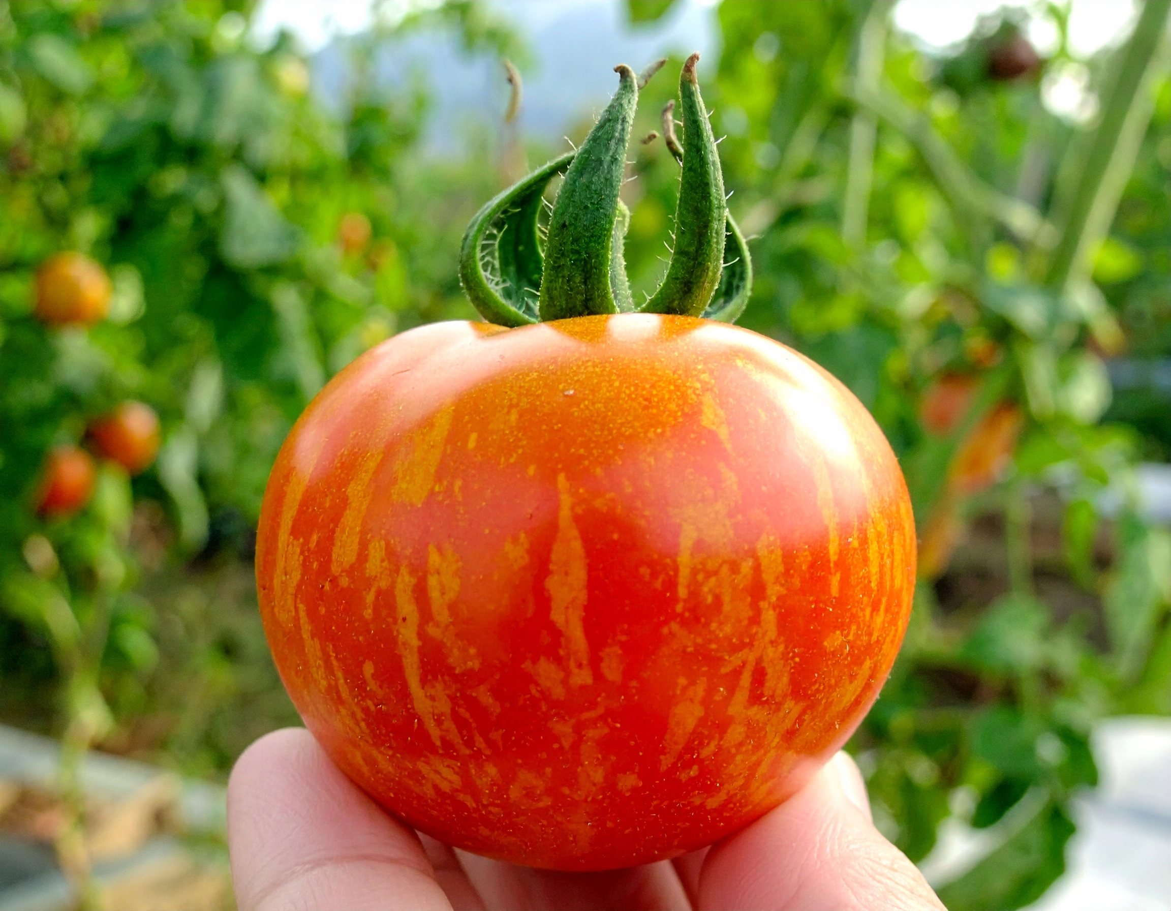 e0e0677df8ff86b30bb775d0e827dc66.jpg