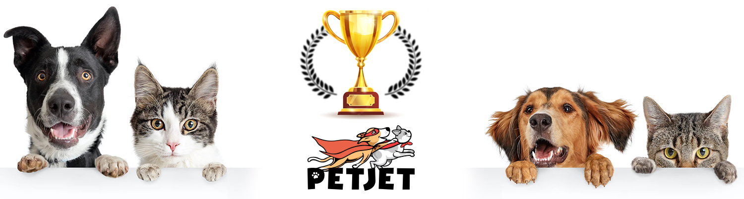 Zestaw 2x300ml miska dla kota psa podwójna na stojaku ceramiczna złota uszy