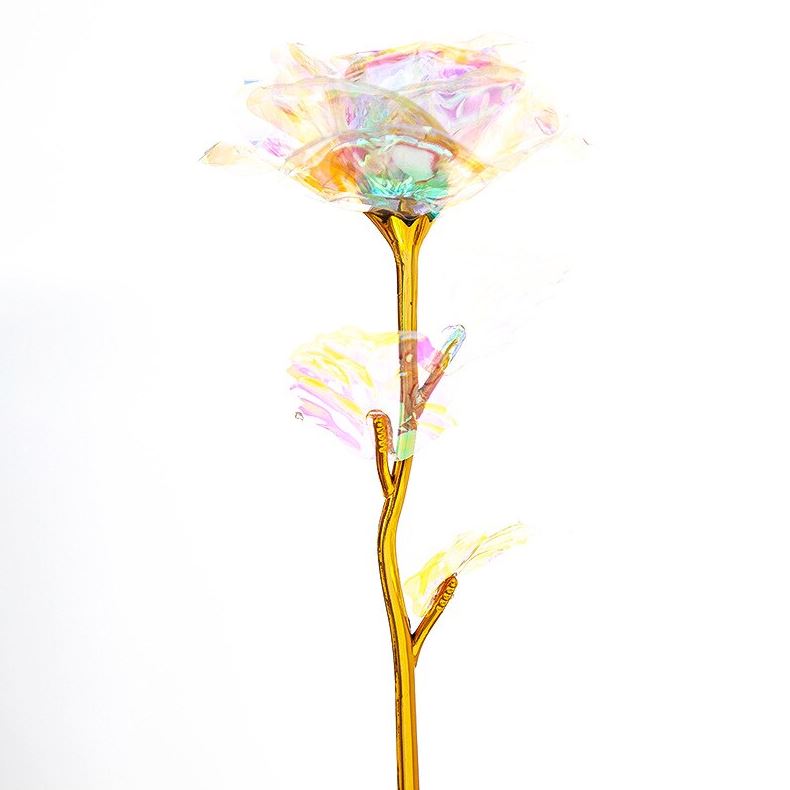 Wieczna róża tęczowa