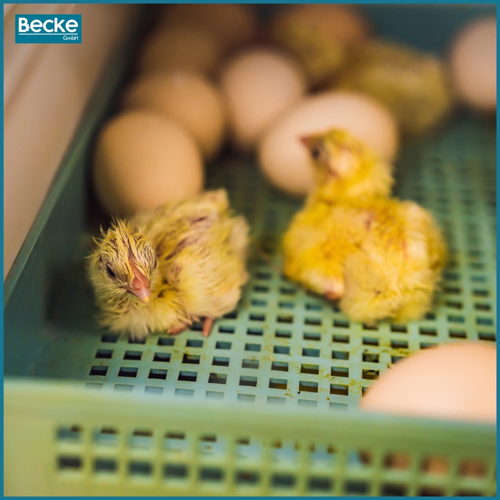 Inkubator wylęgarka klujnik automatyczny do wylęgu drobiu hodowla 48 jajek